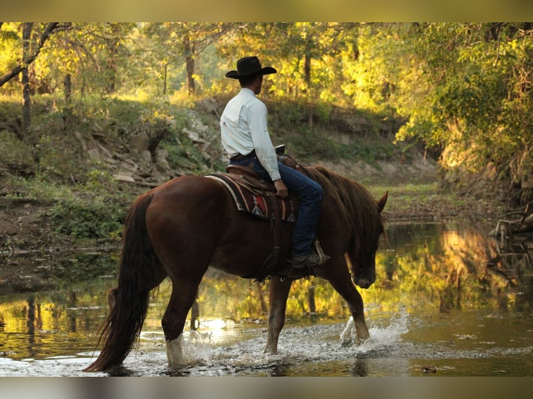 caballo de tiro Mestizo Caballo castrado 4 años Alazán-tostado in Baxter Springs
