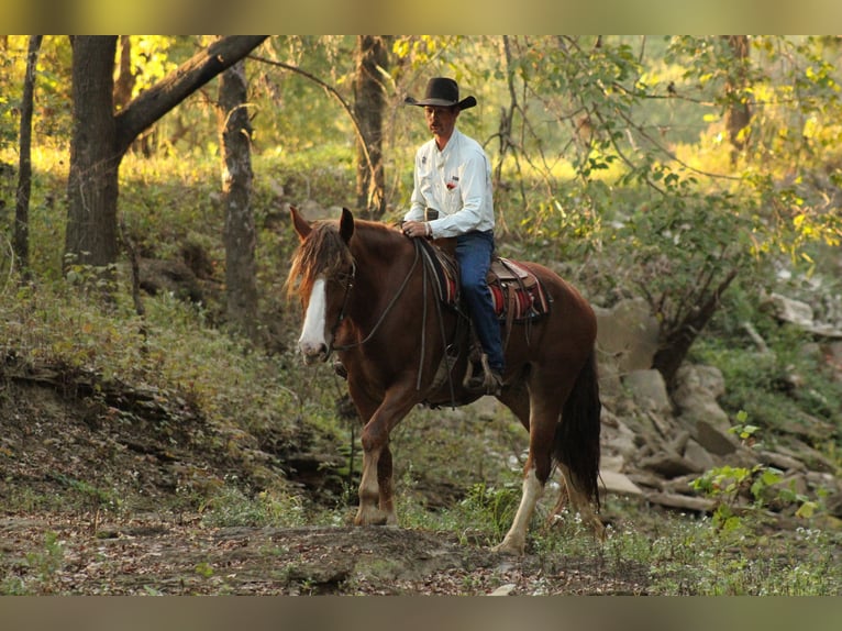 caballo de tiro Mestizo Caballo castrado 4 años Alazán-tostado in Baxter Springs