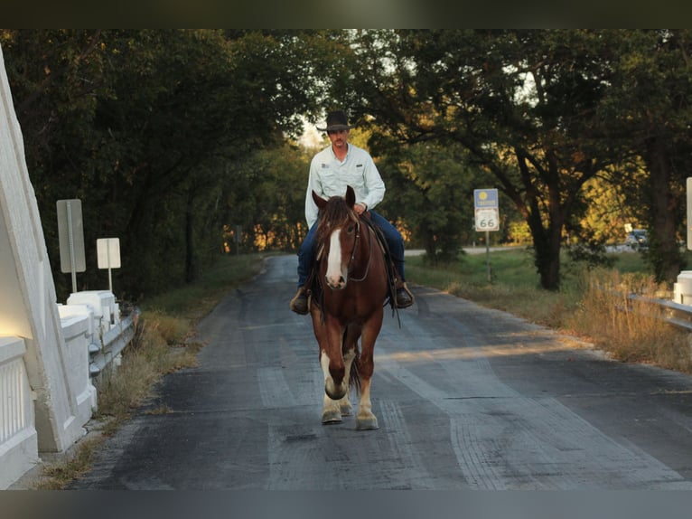 caballo de tiro Mestizo Caballo castrado 4 años Alazán-tostado in Baxter Springs
