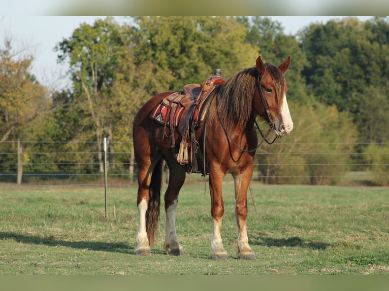 caballo de tiro Mestizo Caballo castrado 4 años Alazán-tostado in Baxter Springs