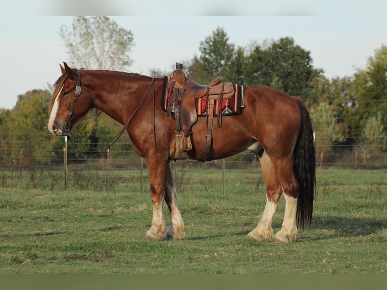caballo de tiro Mestizo Caballo castrado 4 años Alazán-tostado in Baxter Springs