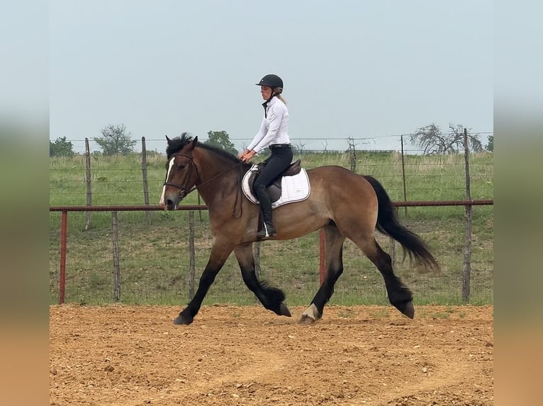 caballo de tiro Mestizo Caballo castrado 4 años Castaño rojizo in Weatherford