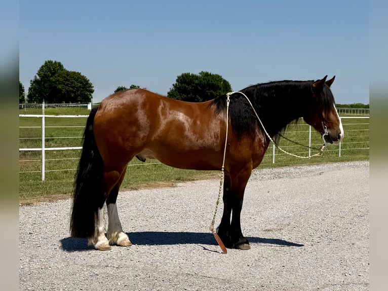 caballo de tiro Mestizo Caballo castrado 4 años Castaño rojizo in Gracemont, OK