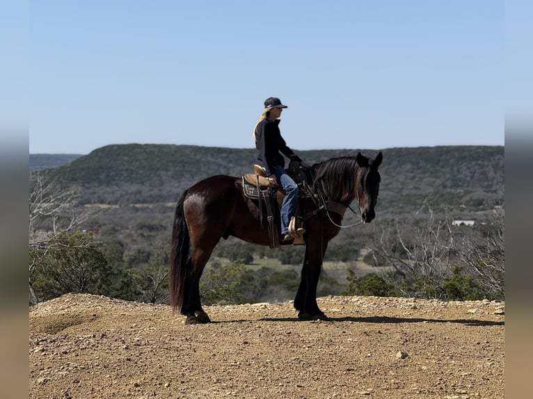 caballo de tiro Mestizo Caballo castrado 4 años Negro in Weatherford
