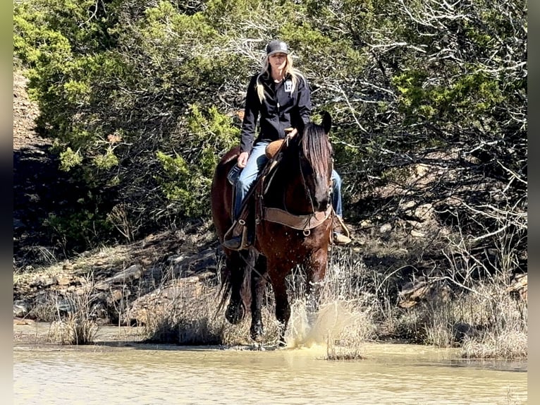 caballo de tiro Mestizo Caballo castrado 4 años Negro in Weatherford