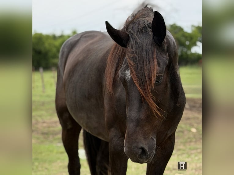 caballo de tiro Mestizo Caballo castrado 4 años Negro in Weatherford