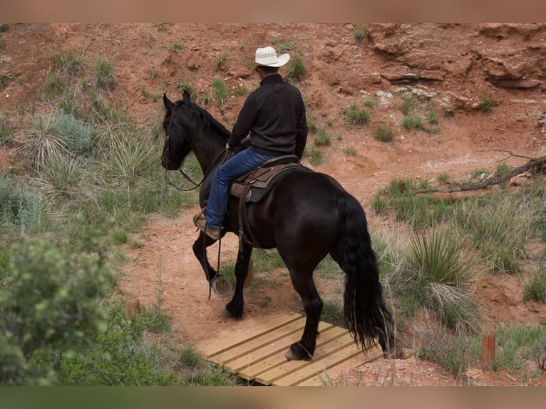 caballo de tiro Caballo castrado 4 años Negro in Sweet Springs MO