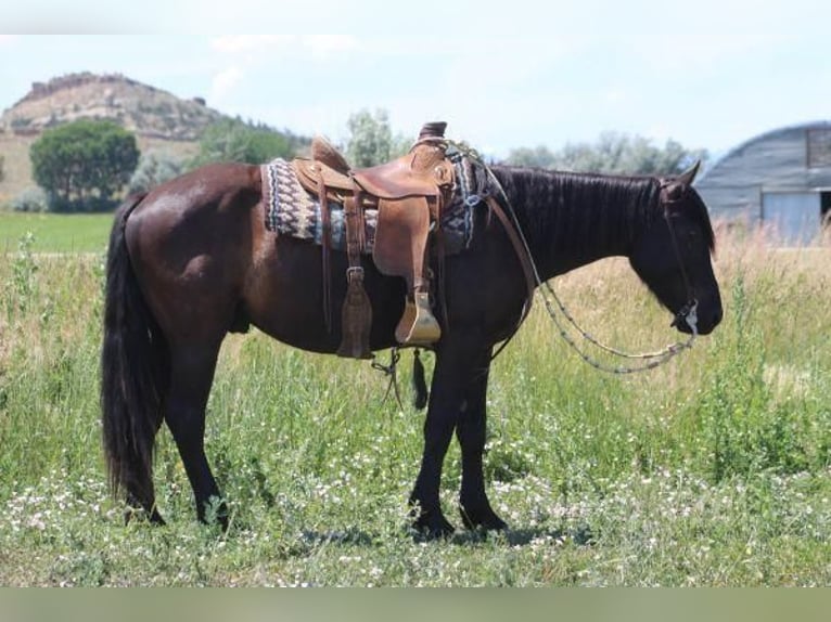 caballo de tiro Mestizo Caballo castrado 4 años Negro in Joliet, MT