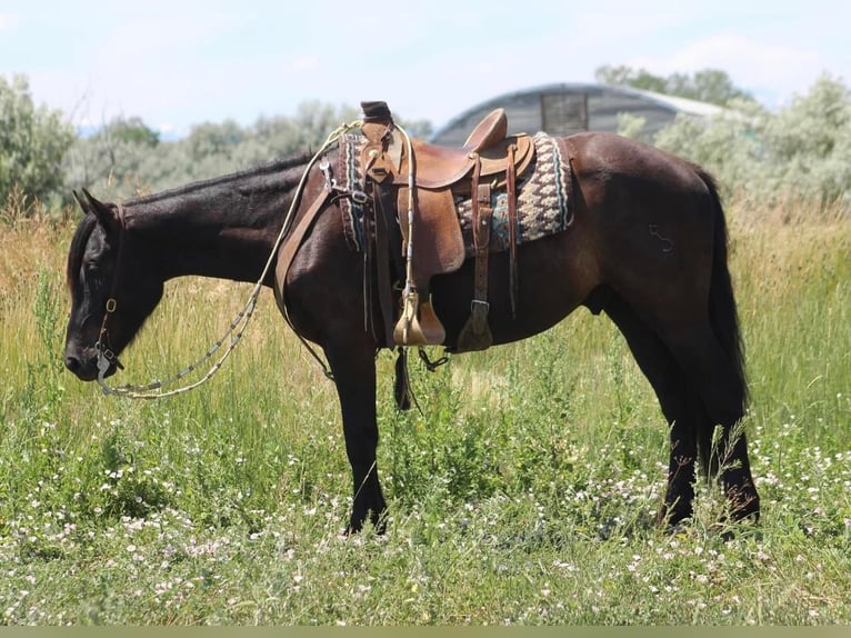 caballo de tiro Mestizo Caballo castrado 4 años Negro in Joliet, MT