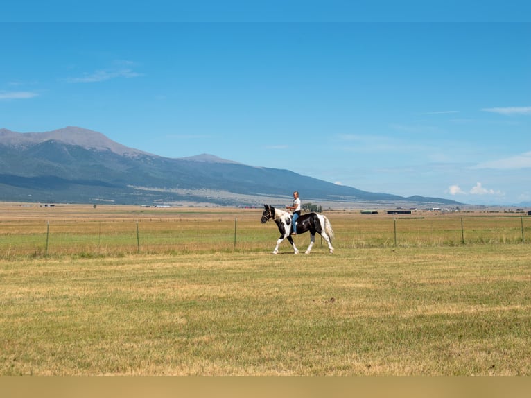 caballo de tiro Mestizo Caballo castrado 4 años Pío in Westcliffe