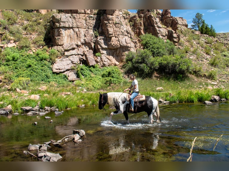 caballo de tiro Mestizo Caballo castrado 4 años Pío in Westcliffe