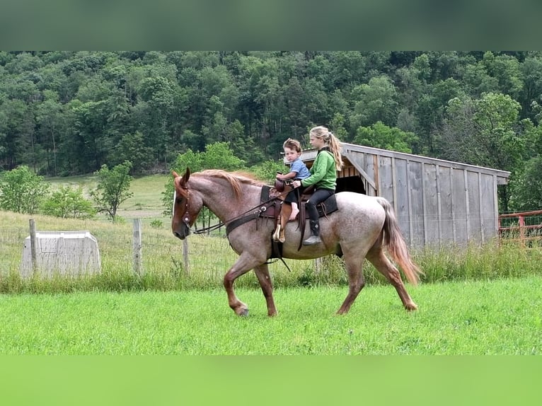 caballo de tiro Mestizo Caballo castrado 4 años Ruano alazán in Rebersburg, PA