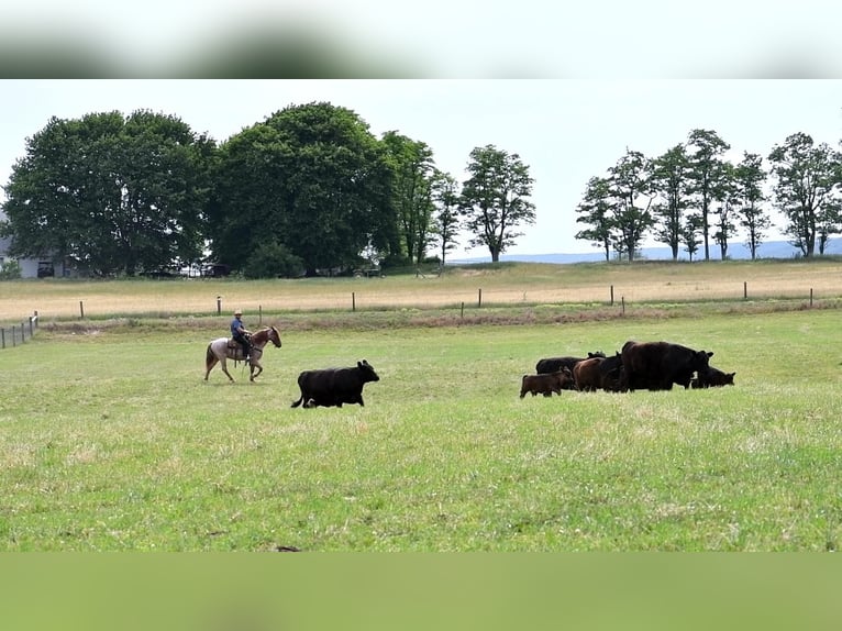caballo de tiro Mestizo Caballo castrado 4 años Ruano alazán in Rebersburg, PA