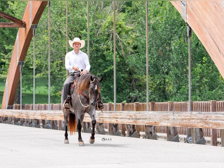 caballo de tiro Mestizo Caballo castrado 4 años Ruano azulado in Independence