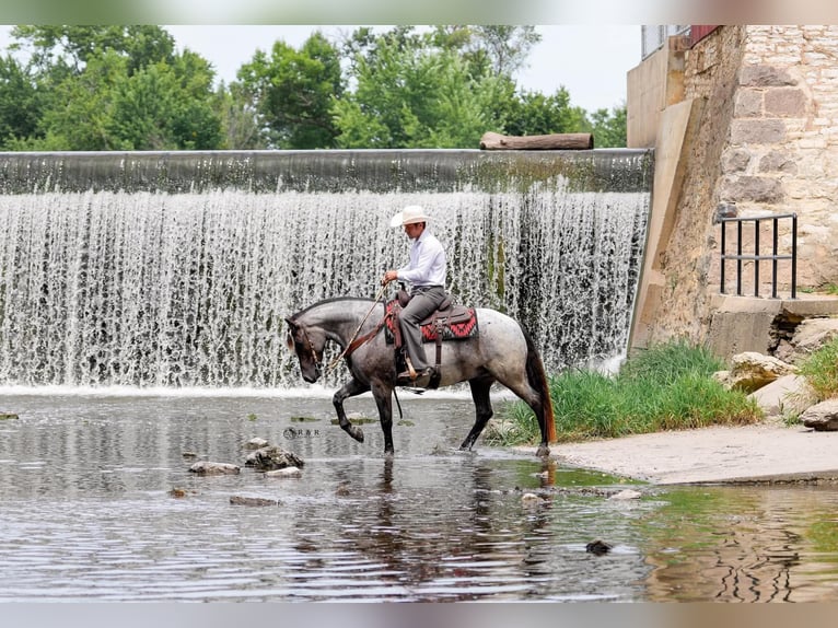 caballo de tiro Mestizo Caballo castrado 4 años Ruano azulado in Independence