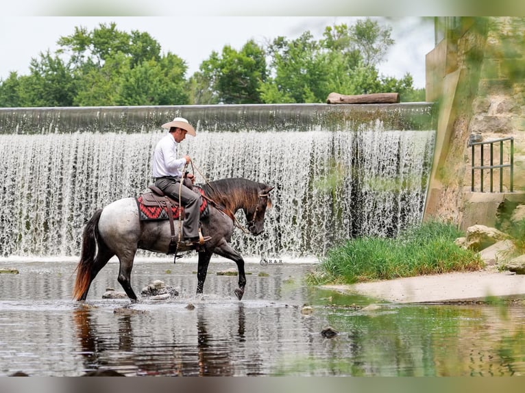 caballo de tiro Mestizo Caballo castrado 4 años Ruano azulado in Independence