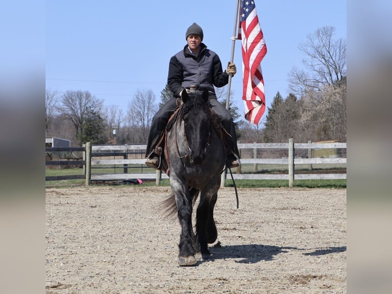 caballo de tiro Mestizo Caballo castrado 4 años Ruano azulado in Howell