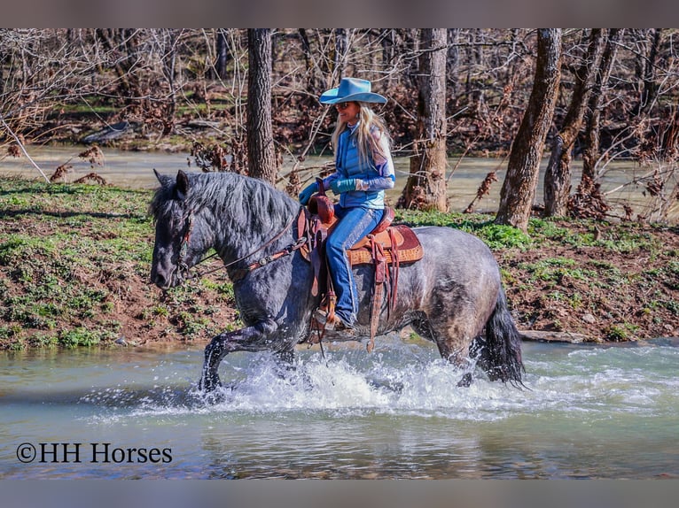 caballo de tiro Caballo castrado 4 años Ruano azulado in Flemingsburg KY