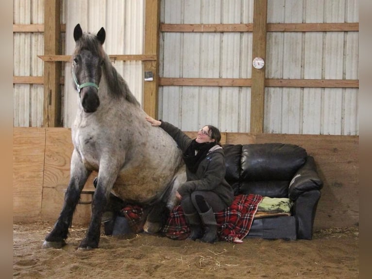 caballo de tiro Caballo castrado 4 años Ruano azulado in Highland MI