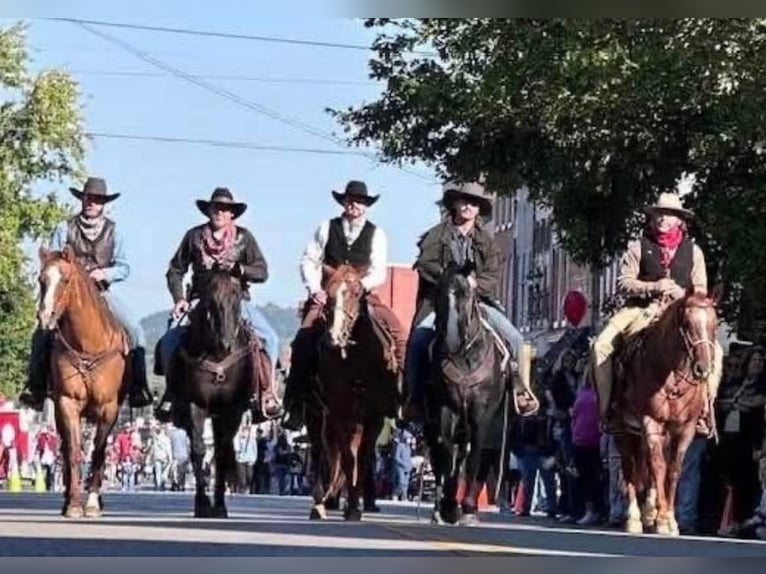 caballo de tiro Mestizo Caballo castrado 4 años Tordo in Auburn