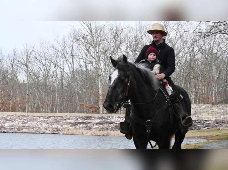 caballo de tiro Mestizo Caballo castrado 4 años Tordo in Rebersburg, PA