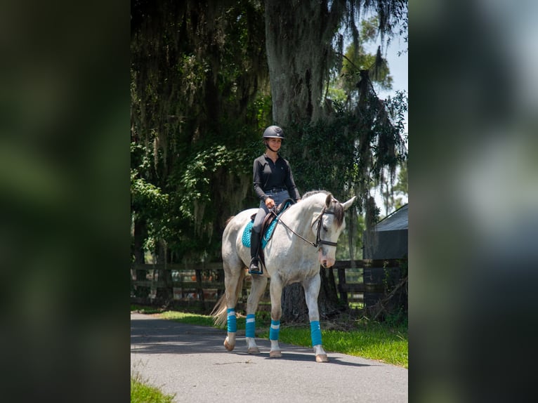 caballo de tiro Mestizo Caballo castrado 4 años Tordo in Ocala
