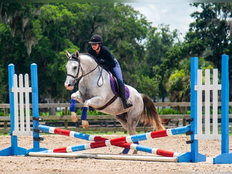 caballo de tiro Mestizo Caballo castrado 4 años Tordo in Ocala