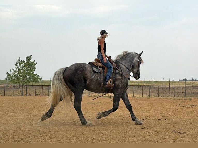 caballo de tiro Mestizo Caballo castrado 4 años Tordo rodado in Weatherford
