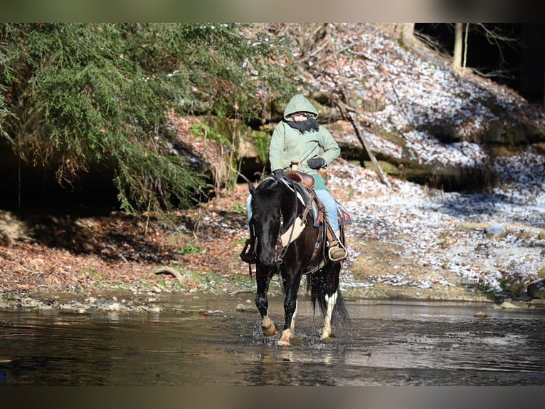 caballo de tiro Mestizo Caballo castrado 5 años 135 cm in Millersburg, OH