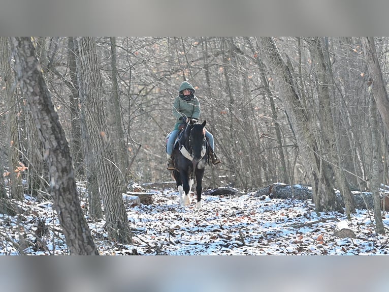 caballo de tiro Mestizo Caballo castrado 5 años 135 cm in Millersburg, OH