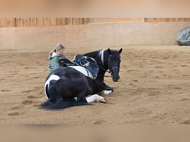 caballo de tiro Mestizo Caballo castrado 5 años 135 cm in Millersburg, OH