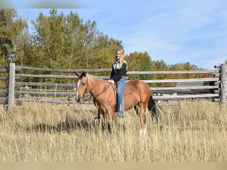 caballo de tiro Mestizo Caballo castrado 5 años 142 cm Buckskin/Bayo in Bozeman