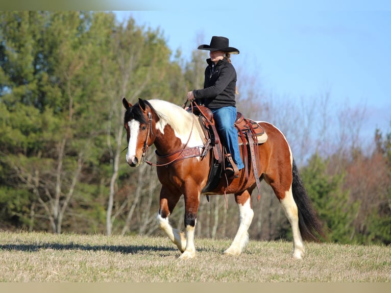 caballo de tiro Mestizo Caballo castrado 5 años 145 cm Pío in Clarion
