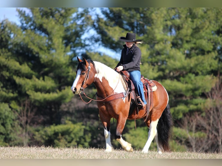 caballo de tiro Mestizo Caballo castrado 5 años 145 cm Pío in Clarion