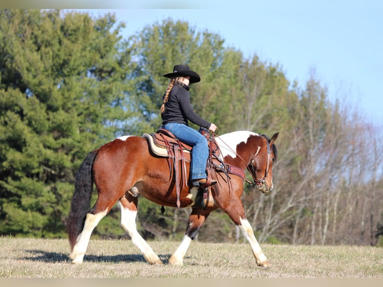 caballo de tiro Mestizo Caballo castrado 5 años 145 cm Pío in Clarion