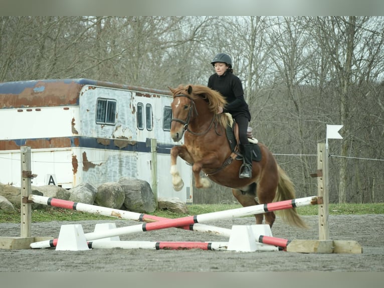 caballo de tiro Mestizo Caballo castrado 5 años 147 cm Alazán rojizo in Baltic