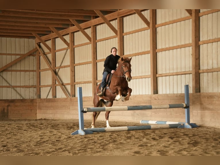 caballo de tiro Mestizo Caballo castrado 5 años 147 cm Alazán rojizo in Baltic