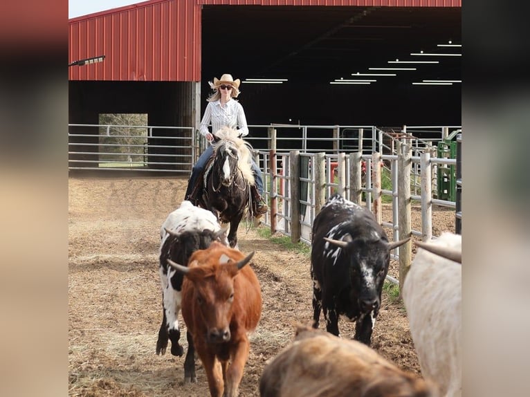 caballo de tiro Caballo castrado 5 años 147 cm in Mount Vernon KY