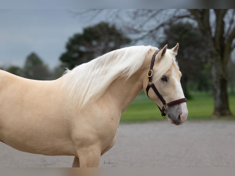 caballo de tiro Mestizo Caballo castrado 5 años 147 cm Champán in Berea