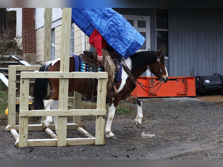 caballo de tiro Mestizo Caballo castrado 5 años 147 cm Tobiano-todas las-capas in Millersburg