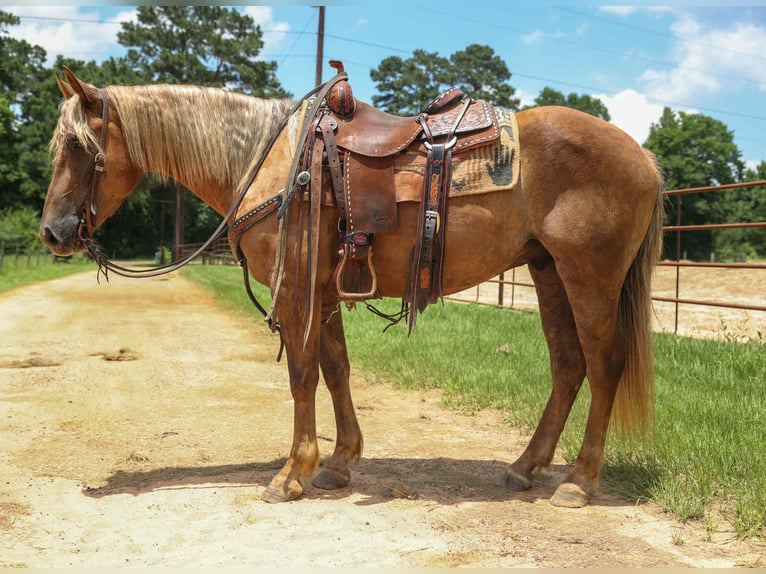 caballo de tiro Caballo castrado 5 años 150 cm Castaño in Rusk TX