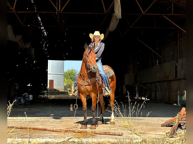 caballo de tiro Caballo castrado 5 años 150 cm Castaño rojizo in Byers TX