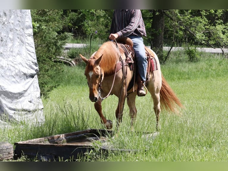 caballo de tiro Mestizo Caballo castrado 5 años 152 cm in Purdy, MO