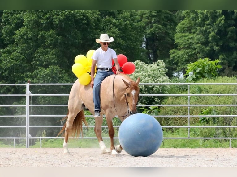 caballo de tiro Mestizo Caballo castrado 5 años 152 cm in Purdy, MO