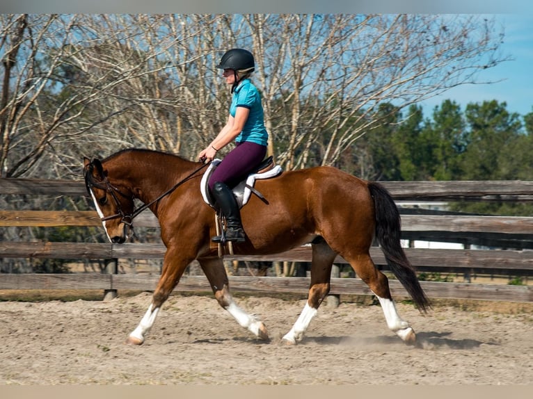 caballo de tiro Mestizo Caballo castrado 5 años 152 cm Castaño rojizo in Morriston, FL