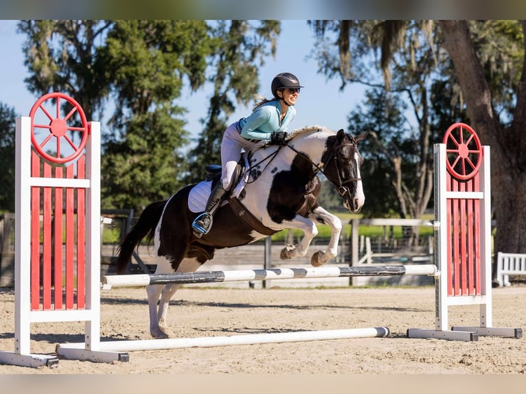 caballo de tiro Mestizo Caballo castrado 5 años 152 cm Pío in Ocala