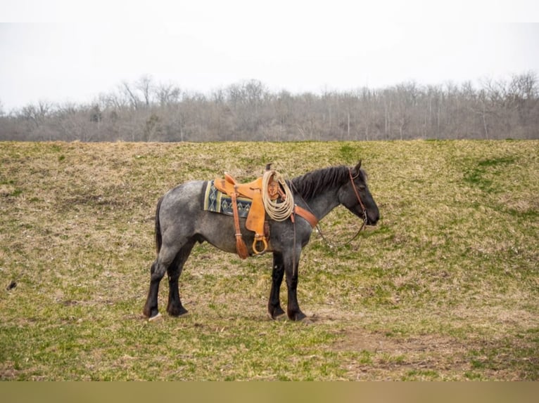 caballo de tiro Caballo castrado 5 años 152 cm Ruano azulado in Middletown OH