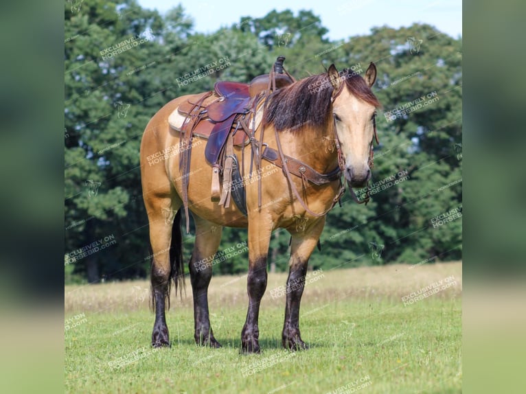 caballo de tiro Mestizo Caballo castrado 5 años 155 cm Buckskin/Bayo in Miola, PA