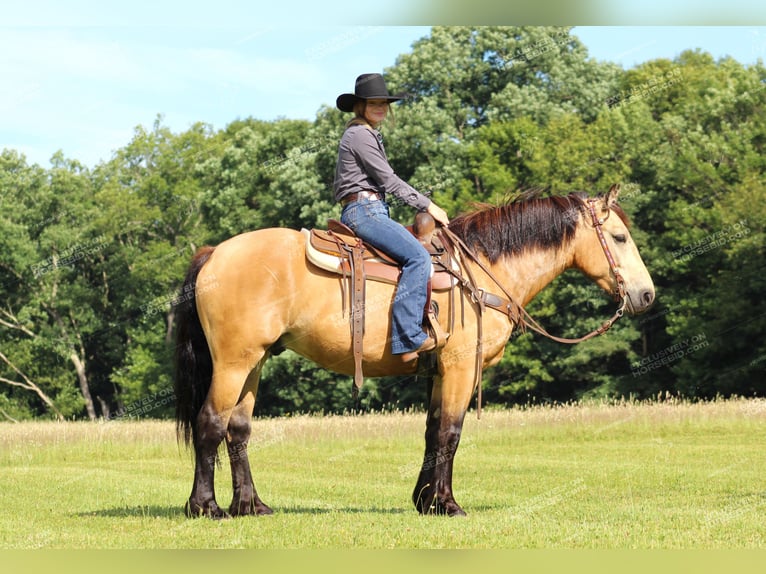 caballo de tiro Mestizo Caballo castrado 5 años 155 cm Buckskin/Bayo in Miola, PA