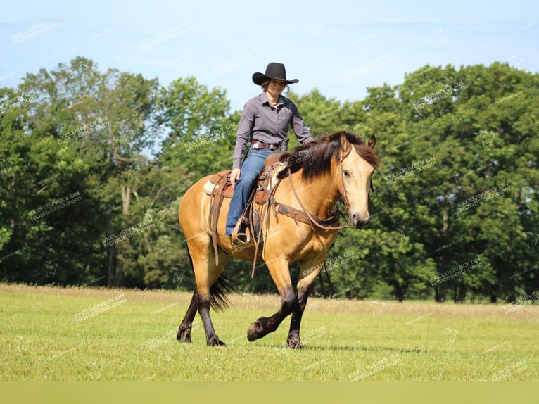 caballo de tiro Mestizo Caballo castrado 5 años 155 cm Buckskin/Bayo in Miola, PA